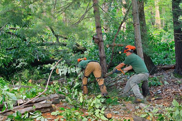 Best Tree Removal Near Me  in Asotin, WA